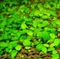 Tropica Wasserpflanze In-Vitro 1-2-Grow! Glossostigma Elatinoides Vorschaubild