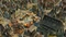 Anno History Collection (PC) Vorschaubild