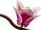 LEGO Botanicals - Magnolienzweige Vorschaubild