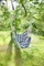 Garden Pleasure Tobago Hängesessel Vorschaubild
