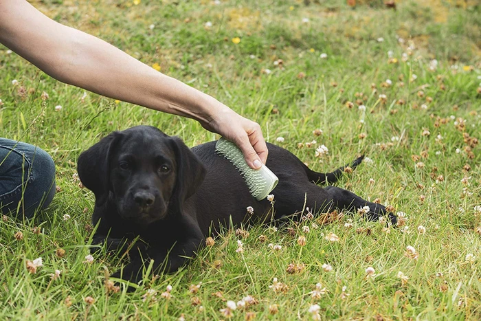 PET Teezer Extra Soft Puppy Brush, für Jungtiere und Tiere mit empfindlicher Haut, small, grün