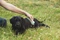 PET Teezer Extra Soft Puppy Brush, für Jungtiere und Tiere mit empfindlicher Haut, small, grün Vorschaubild