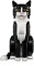 LEGO Ideas - Schwarz-weiße Katze Vorschaubild