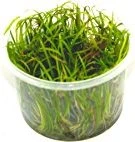 Tropica Wasserpflanze In-Vitro 1-2-Grow! Helanthium Tenellum Green
