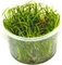 Tropica Wasserpflanze In-Vitro 1-2-Grow! Helanthium Tenellum Green Vorschaubild