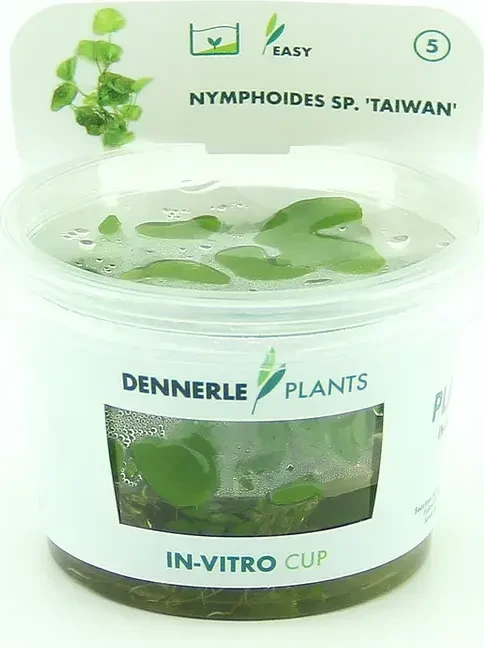 Dennerle Wasserpflanze In-Vitro N88 Nymphoides Spec. Taiwan
