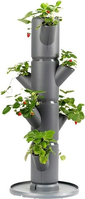 Gusta Garden Sissi Strawberry Starter Erdbeerbaum Rankhilfe anthrazit