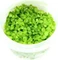 Tropica Wasserpflanze In-Vitro 1-2-Grow! Micranthemum Monte Carlo Vorschaubild