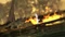 Guild Wars 2 (Download) (MMOG) (PC) Vorschaubild