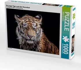 Calvendo Ein junger Tiger nach dem Wasserbad