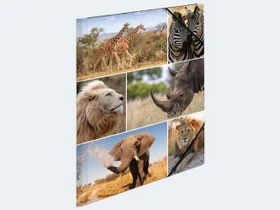 Herma Sammelmappe Karton, A4, Tiermotiv Afrika