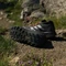 adidas Terrex Agravic GTX core black/grey two/semi impact orange (Herren) Vorschaubild