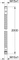 Grohe Metallbrauseschlauch 200cm, Metall chrom Vorschaubild