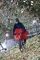Vaude Valero Poncho dark sea Vorschaubild