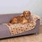 Trixie Decke Laslo, 150x100cm, beige Vorschaubild