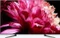 Sony KD-55XG9505 Vorschaubild