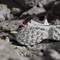 adidas Terrex Skychaser GTX core black/off white/grey one (Damen) Vorschaubild