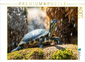 Calvendo Gelbbauch-Schmuckschildkröte im Schildkrötenbrunnen in Sibenik
