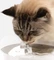 Catit PIXI Smart-Trinkbrunnen, LED-Statusanzeige, Trockenlaufschutz, Edelstahleinsatz, UV-C Wasserfilter, WLAN, 2.5l, weiß Vorschaubild