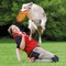 Trixie Dog Activity Disc, Ø19cm, orange Vorschaubild
