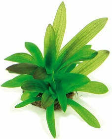 SonGrow Breitblättriges Pfeilkraut - Sagittaria platyphylla