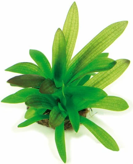 SonGrow Breitblättriges Pfeilkraut - Sagittaria platyphylla