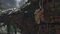 Ghost of Tsushima - Director's Cut (Download) (PC) Vorschaubild