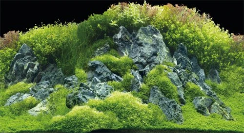 Hobby Fotorückwand Planted River & Green Rocks