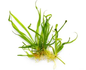 Dennerle Wasserpflanze In-Vitro H220 Helanthium Tenellum Broad Leaf