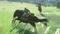 The Legend of Zelda: Breath of the Wild - Nintendo Switch 2 Edition (Switch 2) Vorschaubild
