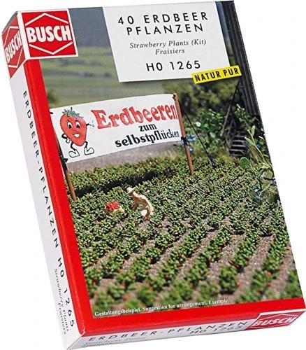 Busch Erdbeerpflanzen