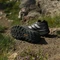 adidas Terrex Agravic GTX Trail core black/silver dawn/grey two (Damen) Vorschaubild