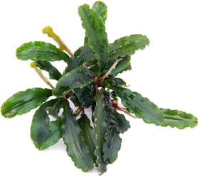 Dennerle Bucephalandra pygmaea 'Bukit Kelam'