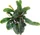 Dennerle Bucephalandra pygmaea 'Bukit Kelam'