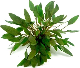 Dennerle kleinwüchsiger Wasserkelch - Cryptocoryne wendtii Kompakt Dennerle