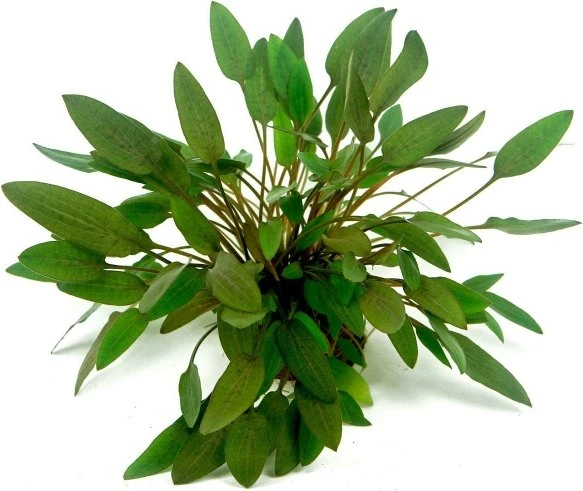 Dennerle kleinwüchsiger Wasserkelch - Cryptocoryne wendtii Kompakt Dennerle