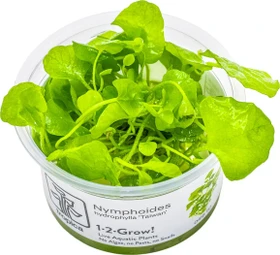 Tropica Wasserpflanze In-Vitro 1-2-Grow! Nymphoides Hydrophylla Taiwan