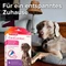 beaphar CaniComfort Spot-On, Pheromon, 3ml Vorschaubild