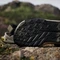 adidas Terrex Hydroterra olive strata/core black/wonder beige Vorschaubild