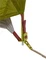 Vaude Hogan UL 1P Kuppelzelt wild lime Vorschaubild