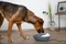 Kerbl Trinkbrunnen Classic Pet Fountain, 1.75l, weiß/grau Vorschaubild