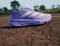 adidas Adizero SL2 violet fusion/lucid lemon/cobalt blue (Damen) Vorschaubild
