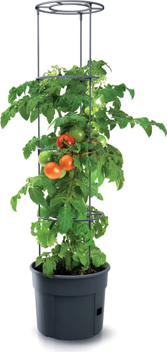 Prosperplast Tomaten- 39.2cm anthrazit
