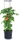 Prosperplast Tomaten- 39.2cm anthrazit (IPOM400-S433)