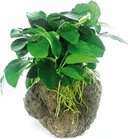 Dennerle Zwergspeerblatt - Anubias barteri var. nana auf Stein