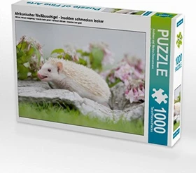 Calvendo Afrikanischer Weißbauchigel - Insekten schmecken lecker