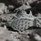 adidas Terrex Skychaser GTX silver green/linen green/legend ivy (Damen) Vorschaubild