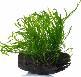 Tropica Bolbitis heudelotii auf Wurzel - Small 006 YWS
