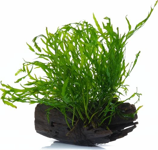 Tropica Bolbitis heudelotii auf Wurzel - Small 006 YWS