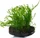 Tropica Bolbitis heudelotii auf Wurzel - Small 006 YWS